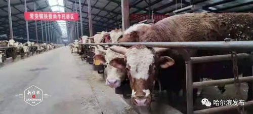 正大集團投資1.32億賓縣建廠，打造畜牧產業(yè)鏈新引擎